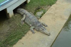 crocodilo na fazenda da Tailândia. foto