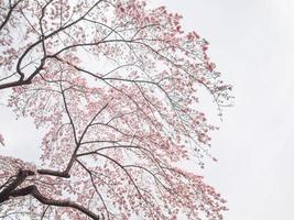 flores de cerejeira em uma árvore foto