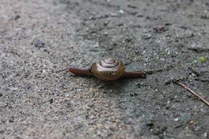 pequeno caracol andando na areia foto