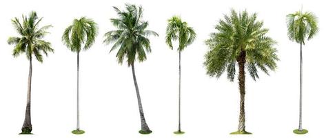 coleção isolada de palmeiras no fundo branco foto
