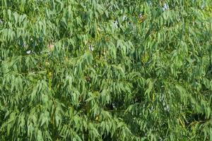 planta de folhas de eucalipto foto