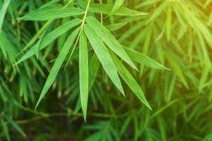 fundo de folha de bambu