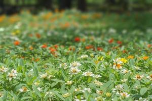 parque de flores de plantas foto