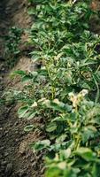 plantas de batata jovens crescendo do chão em um fundo de horta foto