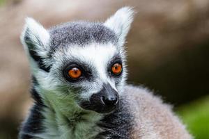 macaco lêmure de cauda anelada. mamíferos e mamíferos. mundo terrestre e fauna. vida selvagem e zoologia. foto