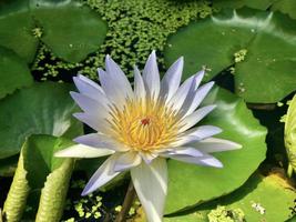 flor de lótus que floresce de manhã foto