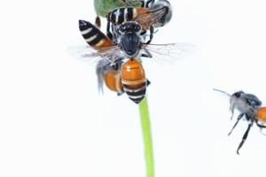 uma abelha voando isolada no fundo branco foto