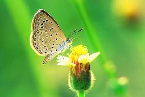 uma borboleta empoleirada na bela flor foto