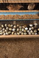 codornas e ovos em uma gaiola em uma fazenda foto