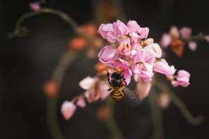 uma abelha empoleirada na bela flor foto