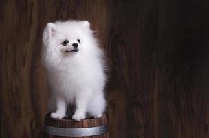 lindo cachorrinho pomeranian sentado em um balde de madeira foto