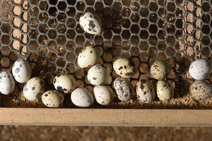 codornas e ovos em uma gaiola em uma fazenda foto
