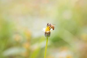 uma abelha empoleirada na bela flor foto