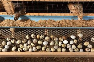 codornas e ovos em uma gaiola em uma fazenda foto