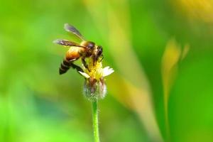 uma abelha empoleirada na bela flor foto