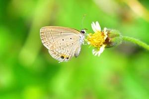 uma borboleta empoleirada na bela flor foto