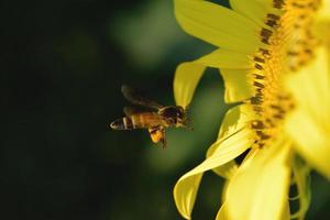 uma abelha voando para a bela flor foto