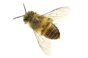 uma abelha isolada no fundo branco foto