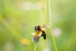 uma abelha empoleirada na bela flor foto