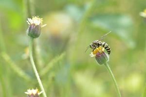 vespa de jaqueta amarela empoleirada na bela flor foto