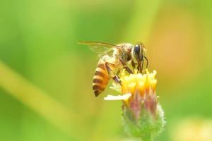 uma abelha empoleirada na bela flor foto