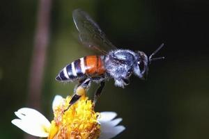 uma abelha voando para a bela flor foto