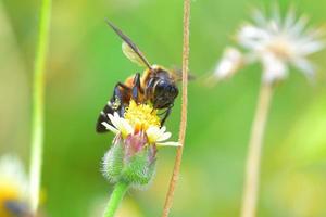 uma abelha empoleirada na bela flor foto