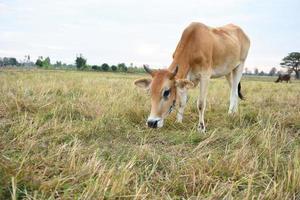 as vacas em pé nos campos ao nascer do sol e o lindo céu foto