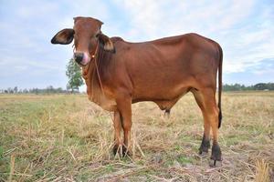 as vacas em pé nos campos ao nascer do sol e o lindo céu foto