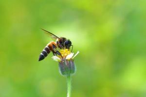 uma abelha empoleirada na bela flor foto