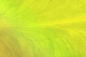 vista de natureza closeup de fundo de textura de folha verde foto