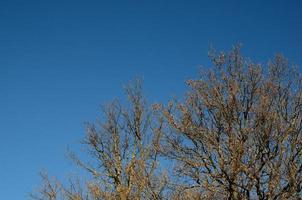 árvores nuas e céu azul foto