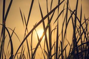 a grama é exposta à luz do sol foto