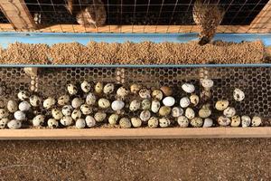 codornas e ovos em uma gaiola em uma fazenda foto