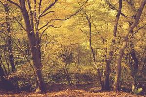 floresta de outono com bom tempo foto