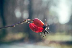 fruto de rosa mosqueta em um galho foto