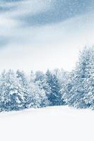 floresta de inverno congelado com árvores cobertas de neve.