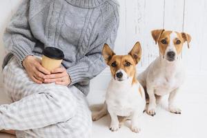 foto recortada de mulher irreconhecível em suéter quente de malha, segura café para viagem, senta-se perto de seus dois cães favoritos, que olham diretamente para a câmera. animais de estimação maravilhosos posam, têm boas relações