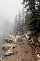 bosques nevoentos com neve foto