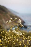 flores e litoral foto