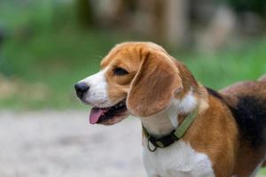 retrato de beagle