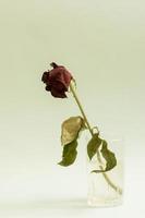 imagem minimalista de natureza morta de uma rosa morta em um copo. foto
