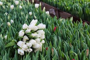 um buquê de tulipas brancas encontra-se em um campo com tulipas florescendo em uma estufa. fundo fresco de primavera ou verão. lindas flores, um presente para uma mulher foto