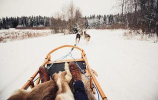 cães de trenó na Finlândia central foto