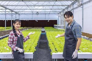 equipe de agricultor local asiático cultivando alface de salada de carvalho verde na estufa usando abordagem orgânica do sistema de água hidropônica para negócios familiares e escolhendo alguns para venda foto