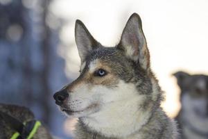 cão husky de olhos azuis pronto para puxar um trenó, Lapônia foto