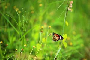 borboleta monarca em flor no jardim. foto