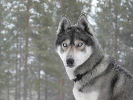 olhos azuis cão husky foto