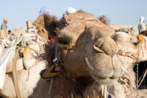 retrato de camelo foto