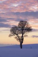 árvore em uma paisagem de inverno ao pôr do sol